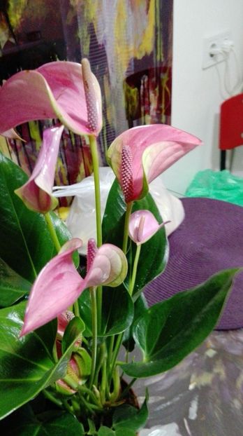 Anthurium Lilas roz - Anthurium - Floarea Flamingo