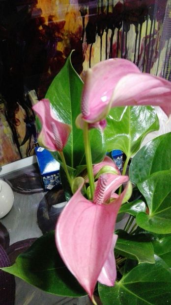 Anthurium Lilas roz - Anthurium - Floarea Flamingo