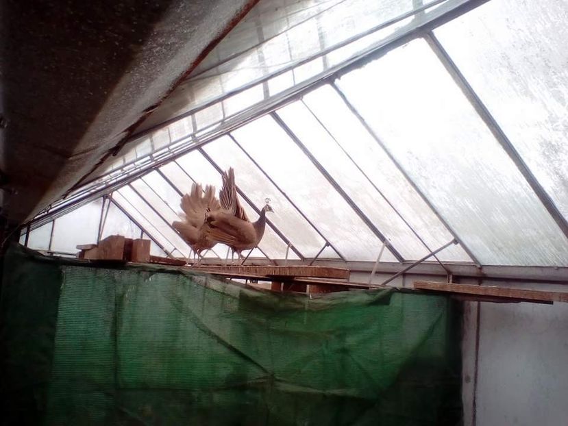 received_2039203886358289 - AA- Pauni violet