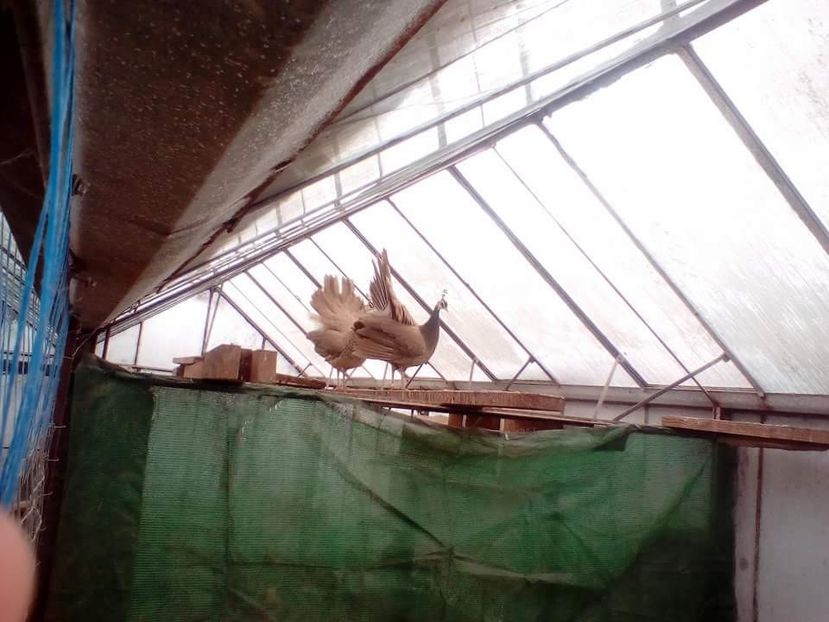 received_2039203883024956 - AA- Pauni violet