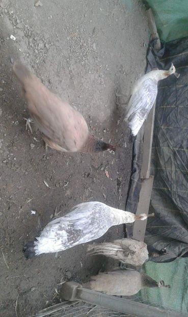 received_2040233482921996 - AA- Pauni violet