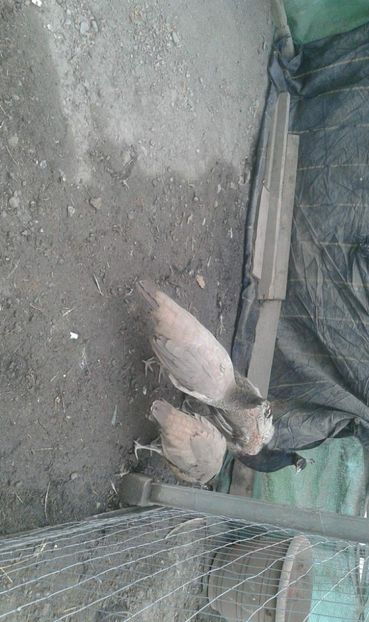 received_2040480009564010 - AA- Pauni violet