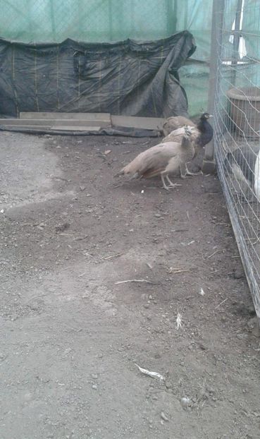 received_2040479999564011 - AA- Pauni violet