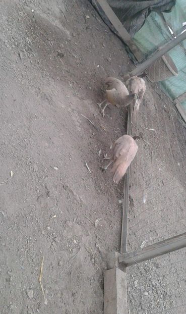 received_2040233462921998 - AA- Pauni violet