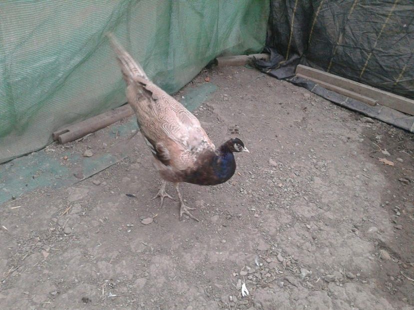 received_2040480306230647 - AA- Pauni violet