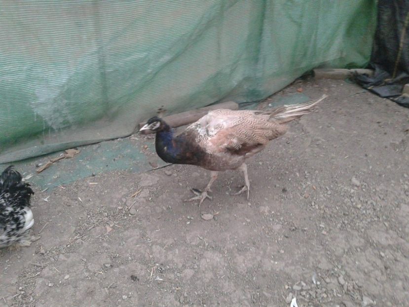 received_2040480512897293 - AA- Pauni violet