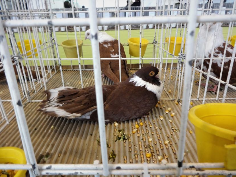  - Expo BRASOV - Tara Barsei 2018