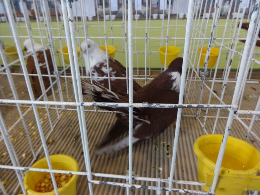  - Expo BRASOV - Tara Barsei 2018