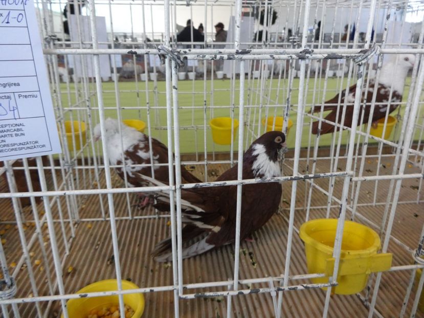  - Expo BRASOV - Tara Barsei 2018