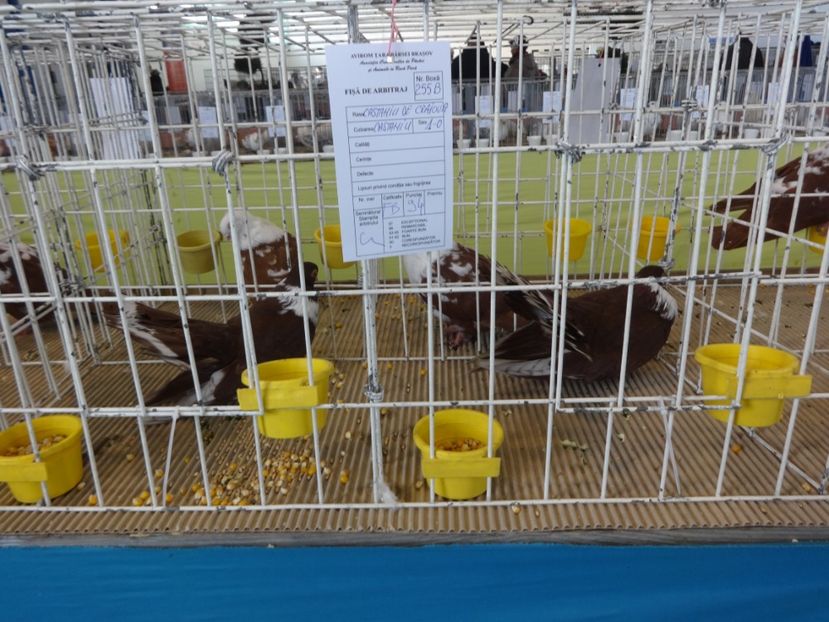  - Expo BRASOV - Tara Barsei 2018