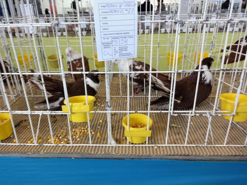  - Expo BRASOV - Tara Barsei 2018