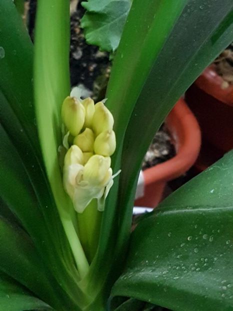 thumbnail (9) - CRIN CLIVIA 2018