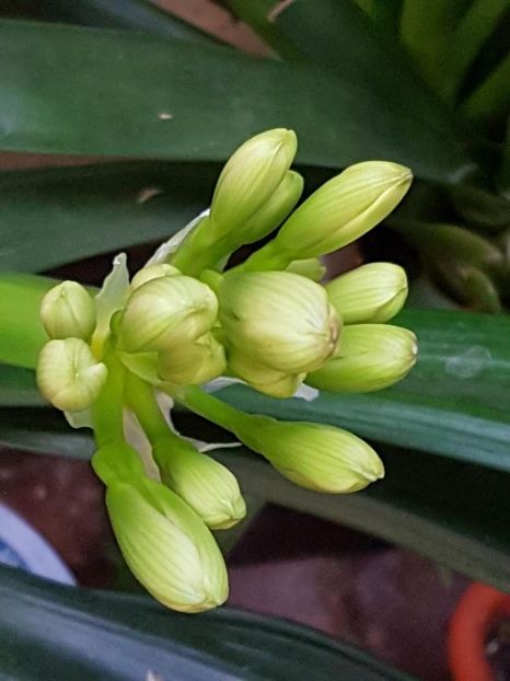 thumbnail (12) - CRIN CLIVIA 2018