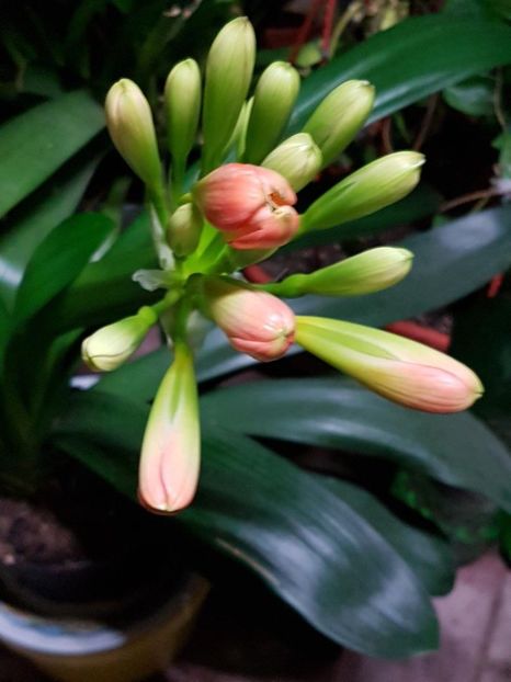 thumbnail (17) - CRIN CLIVIA 2018