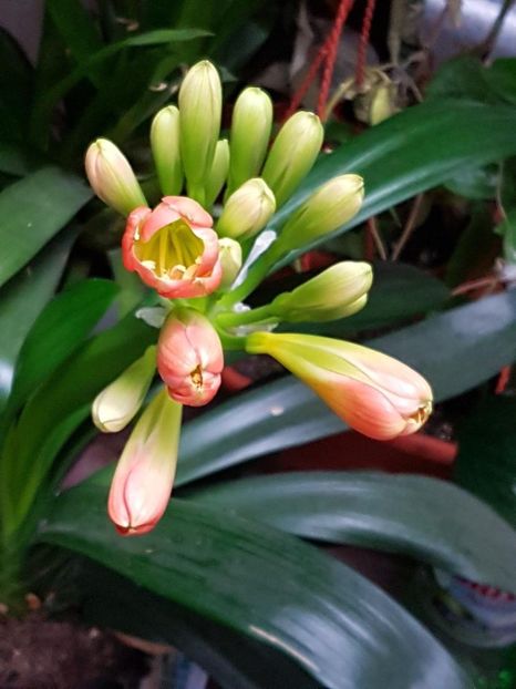 thumbnail (24) - CRIN CLIVIA 2018