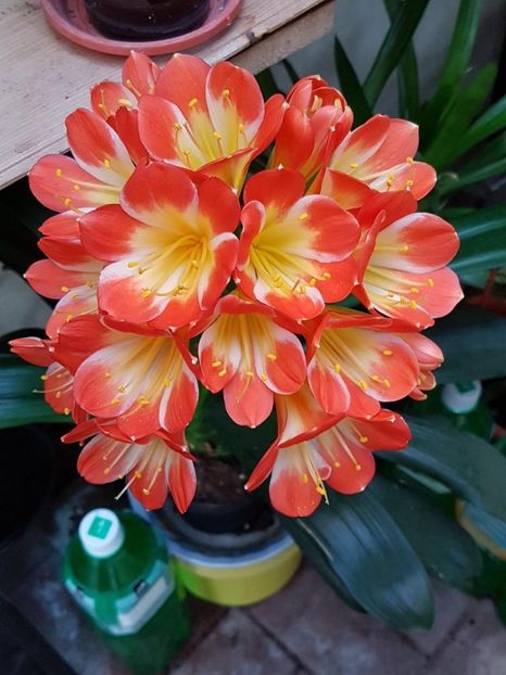 thumbnail (45) - CRIN CLIVIA 2018