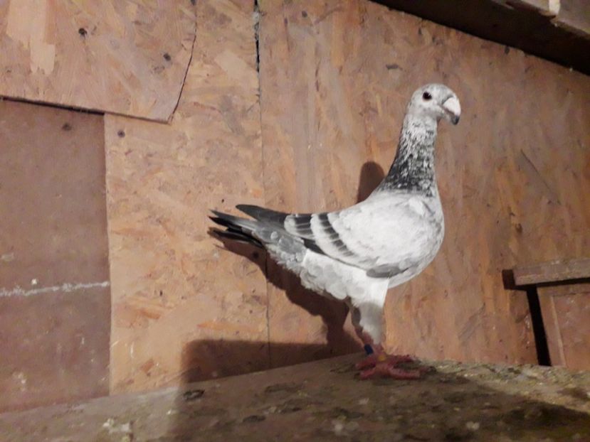  - Voiajori germani 2018 matca