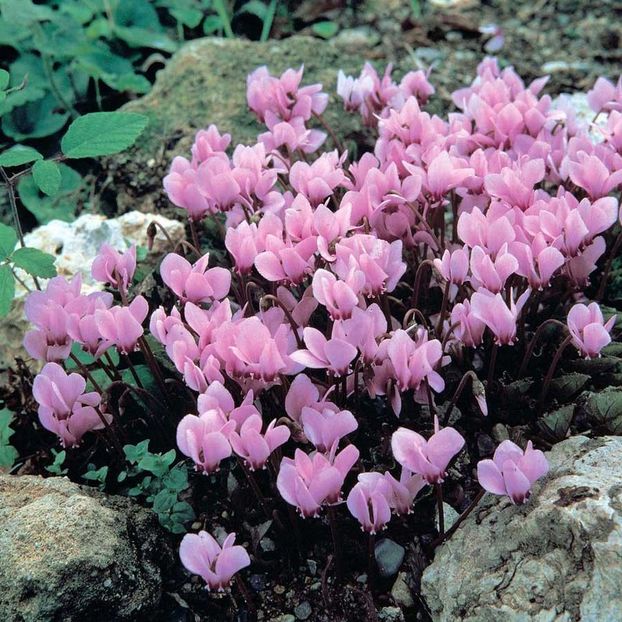 Seminte de Cyclamen Neapolitanum - 16,3 lei - Seminte de Cyclamen