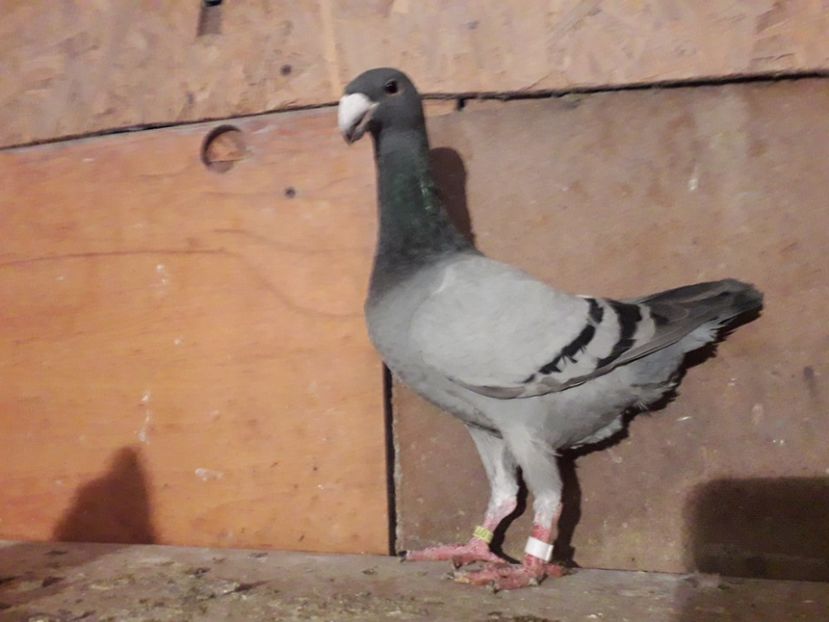  - Voiajori germani 2018 matca