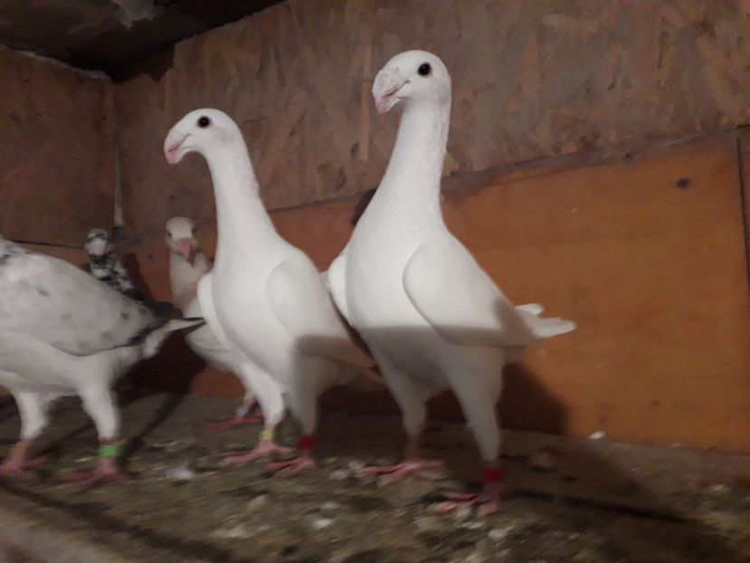  - Voiajori germani 2018 matca