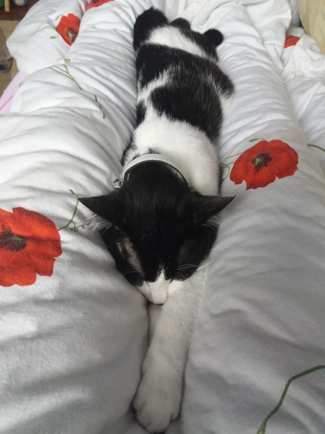  - Duracel în februarie 2018