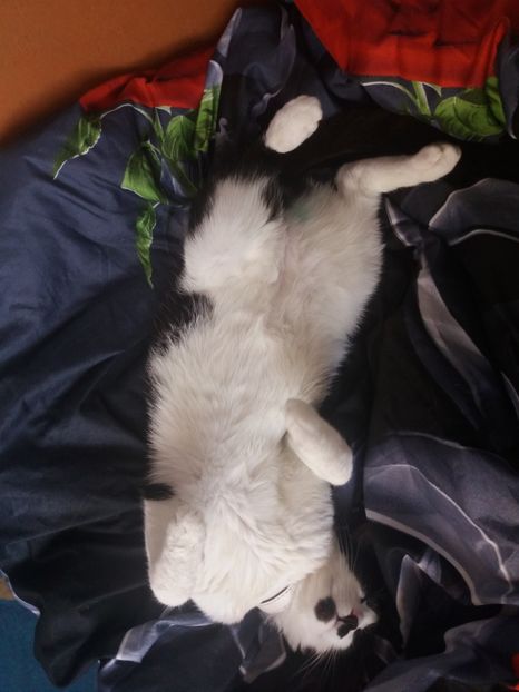  - Duracel în februarie 2018