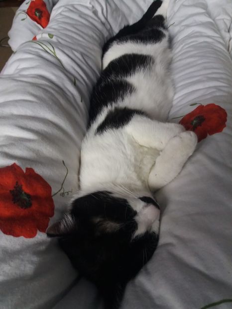  - Duracel în februarie 2018