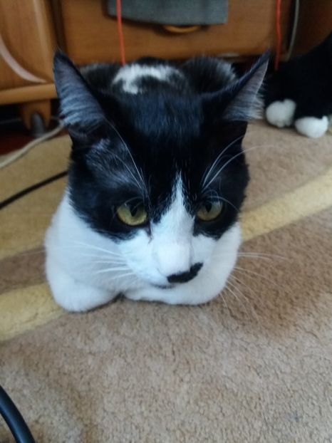  - Duracel în februarie 2018