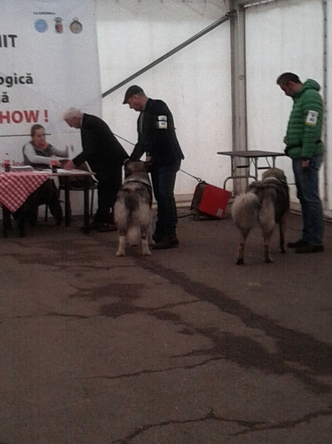  - Napoca dog show CACIBclasa puppy