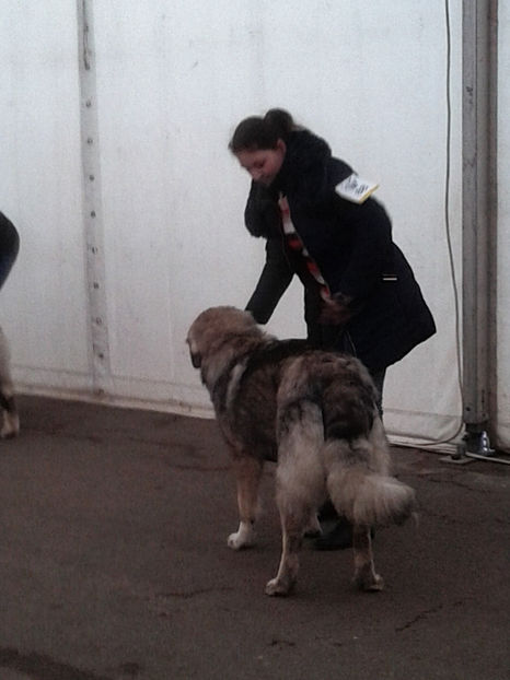  - Napoca dog show CACIBclasa puppy