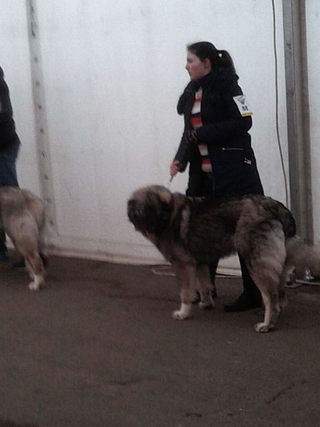  - Napoca dog show CACIBclasa puppy