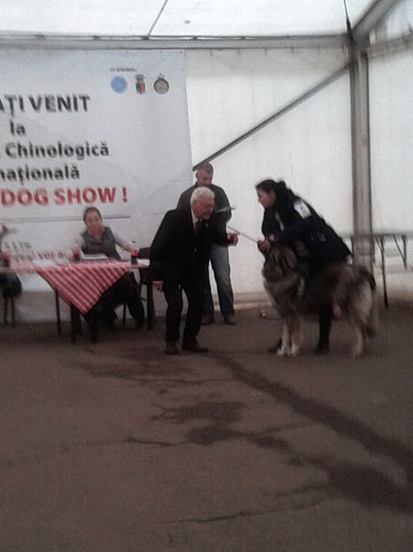  - Napoca dog show CACIBclasa puppy