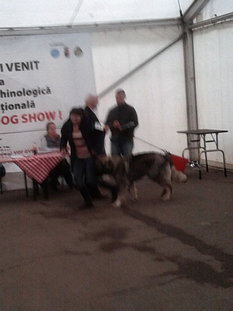  - Napoca dog show CACIBclasa puppy