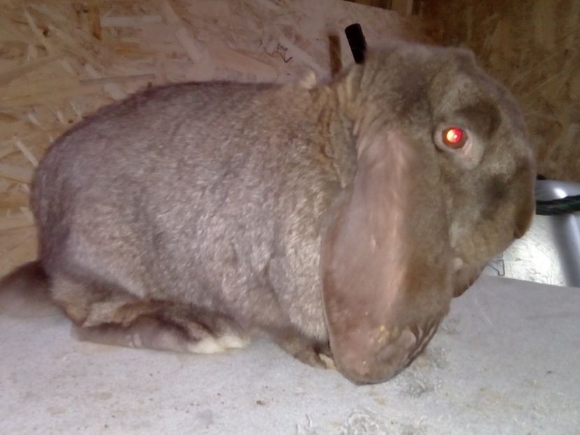  - ARHIVA IEPURI ce am avut câteva exemplare