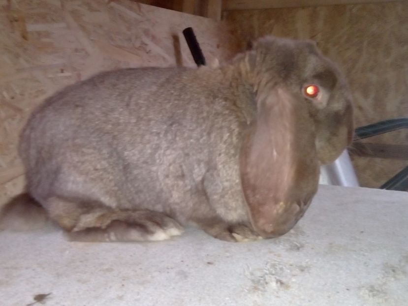  - ARHIVA IEPURI ce am avut câteva exemplare