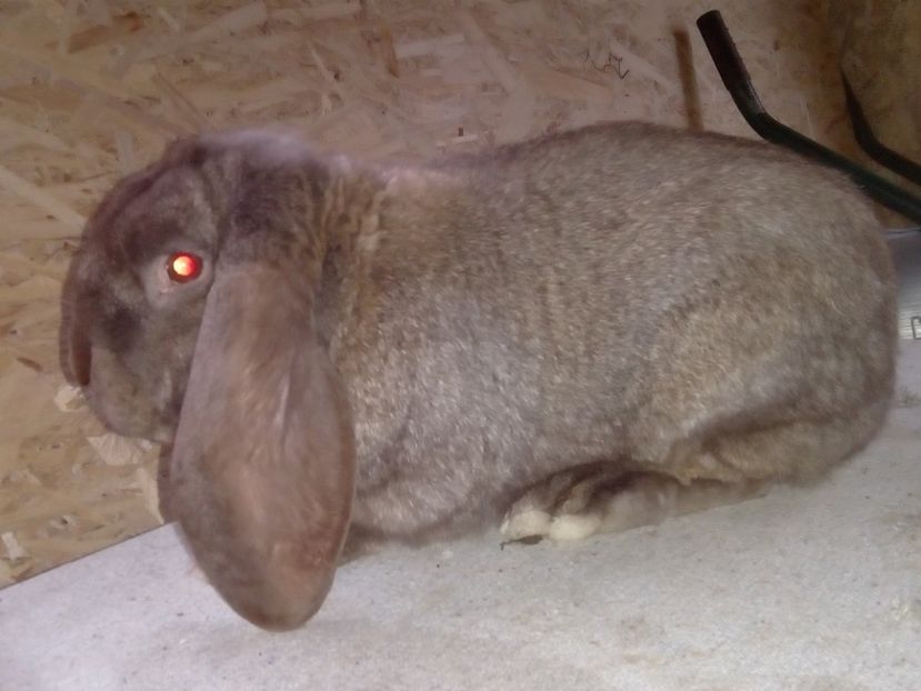  - ARHIVA IEPURI ce am avut câteva exemplare