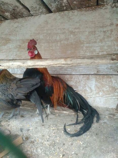 27951475_1818037204896634_70306389_o - phoenix