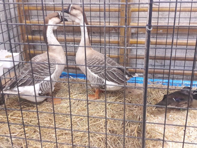  - e Gaste Africane 2018