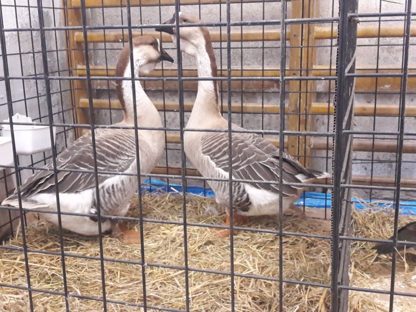  - e Gaste Africane 2018