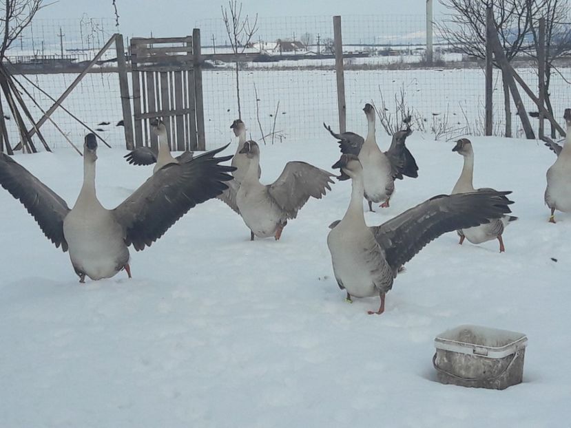  - e Gaste Africane 2018