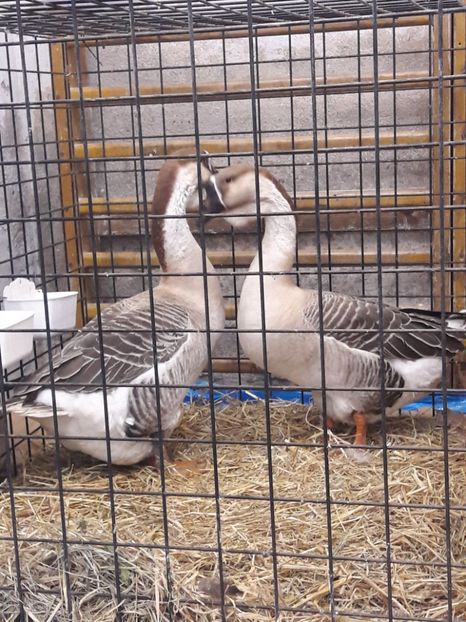  - e Gaste Africane 2018