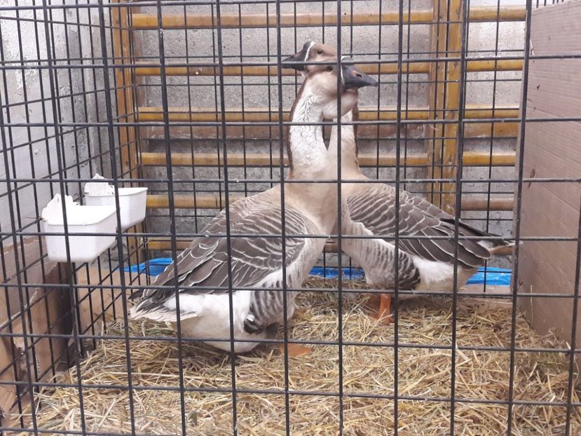  - e Gaste Africane 2018