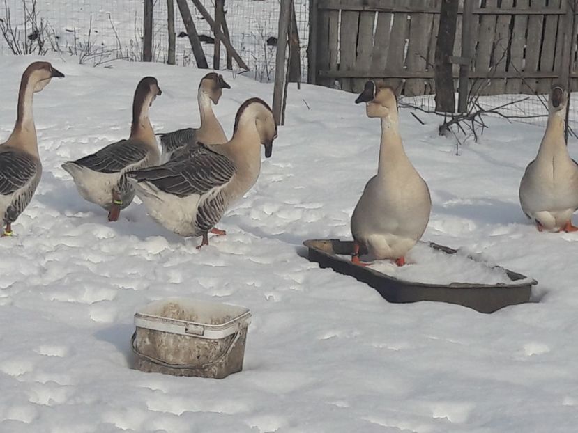  - e Gaste Africane 2018