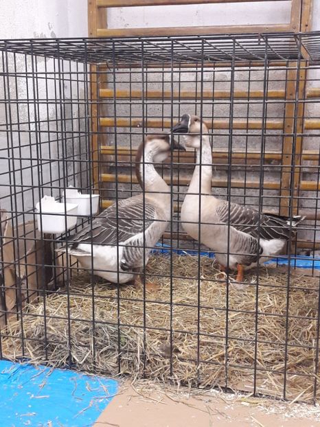  - e Gaste Africane 2018