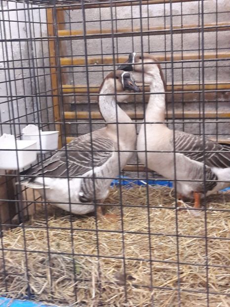  - e Gaste Africane 2018