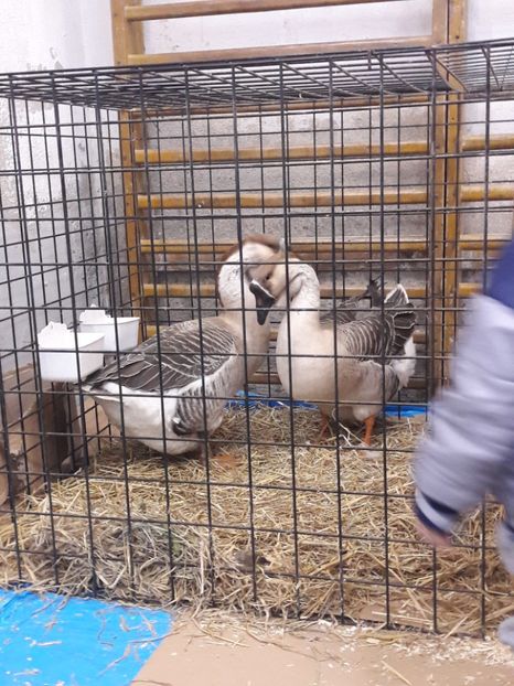  - e Gaste Africane 2018