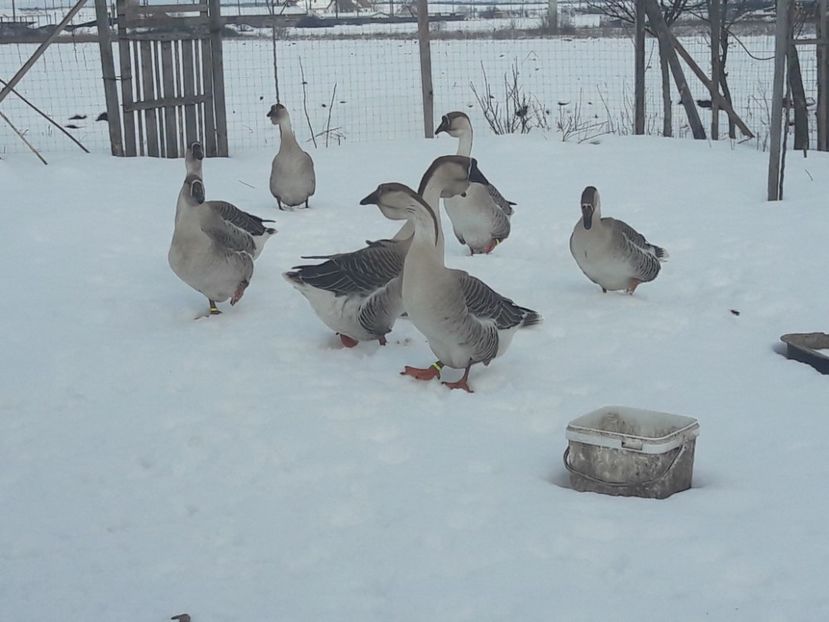 Goose - e Gaste Africane 2018