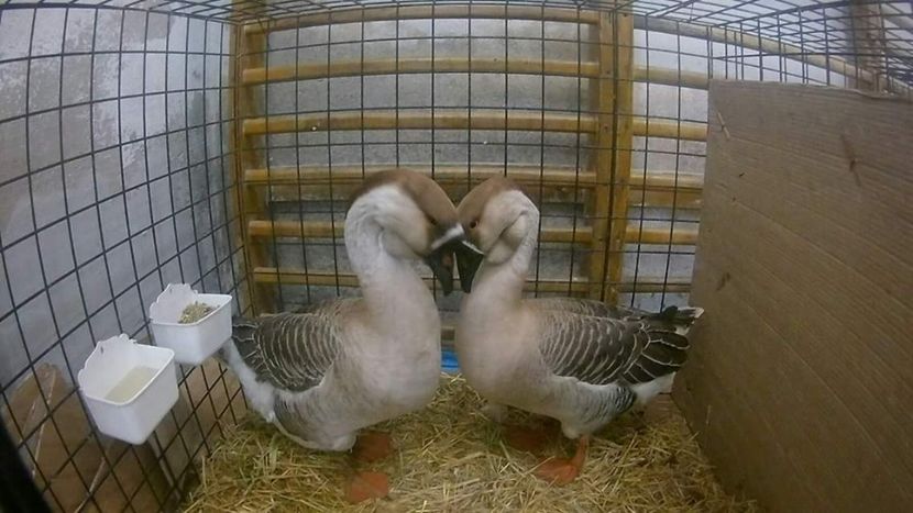  - e Gaste Africane 2018