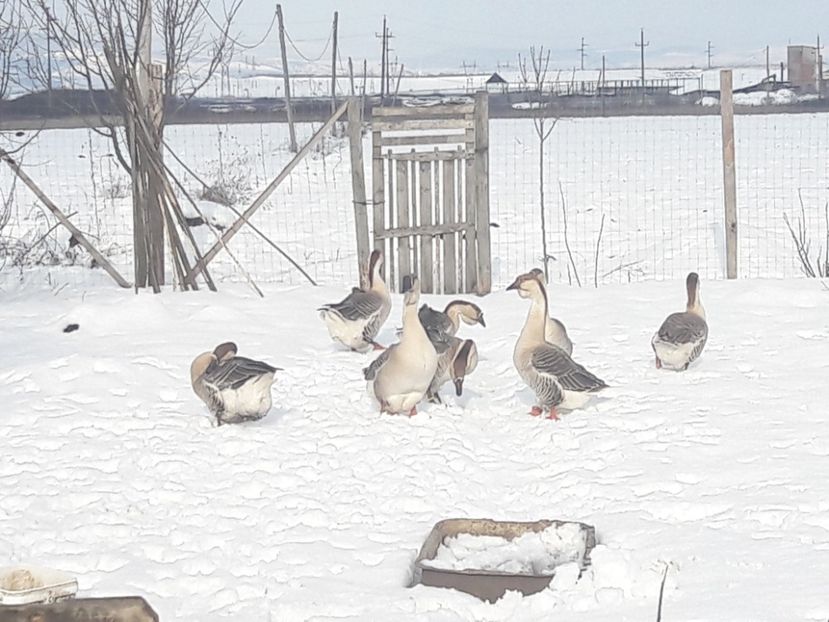  - e Gaste Africane 2018