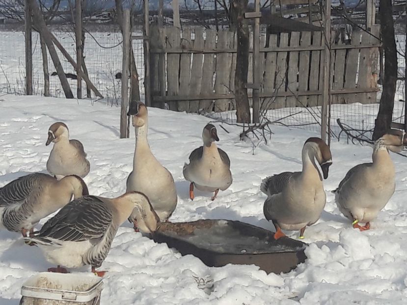  - e Gaste Africane 2018